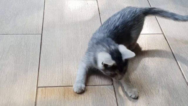 Очаровательные котята играют ?? Самое забавное видео!?