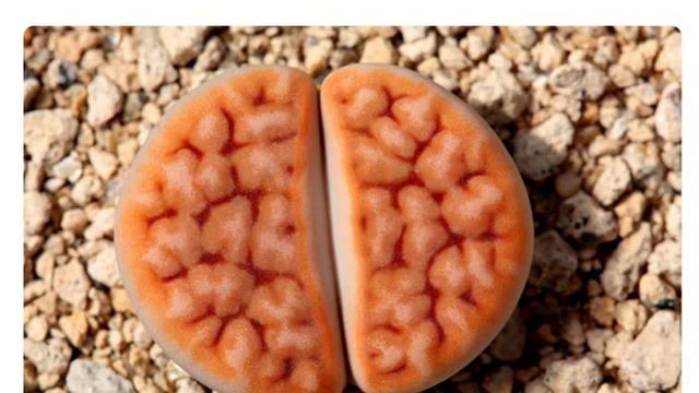 Литопс карамонтана красный ( Lithops Karasmontana  Mickbergensis )