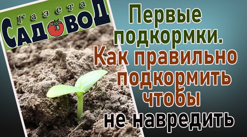 Первые подкормки. Как правильно подкормить, чтобы не навредить