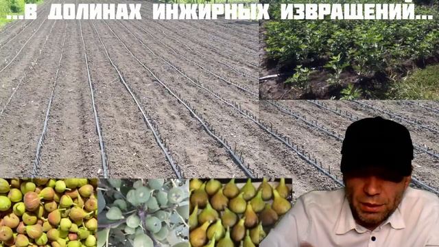 Вся правда об инжире в одной фразе! #инжир #владинжирный