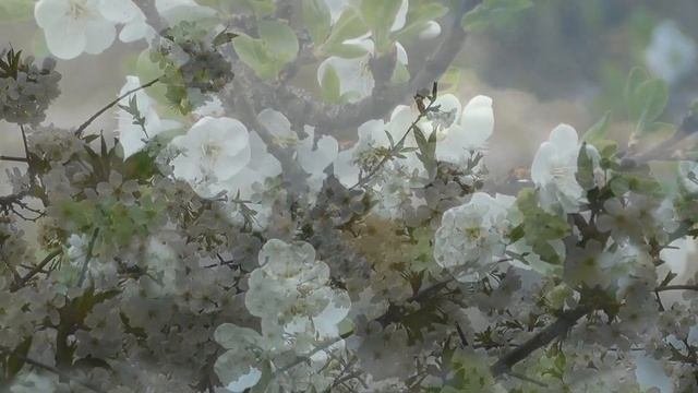НАТАЛИЯ ГРОСС - У СИЛЬНЫХ ЖЕНЩИН НА ОКНЕ ЦВЕТЫ - ГОМЕЛЬ