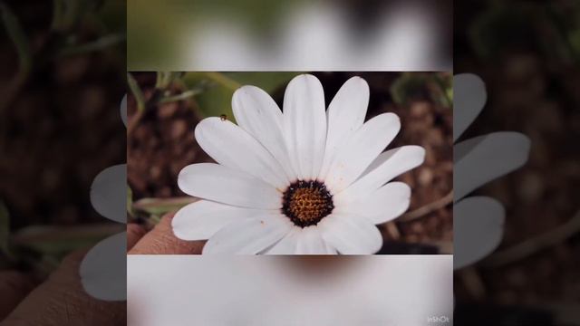 1 Minute Of Why I Love Walking Through Kirstenbosch Botanical Gardens