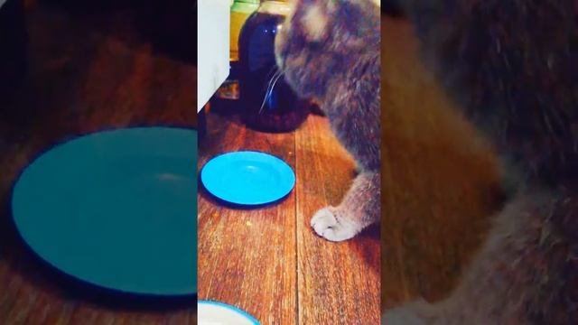 Ужин для Тяпы. Перешли на мясо индейки