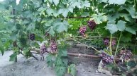 Виноград ультраранний ТАЛДУН 2020 после поздневесенних заморозков