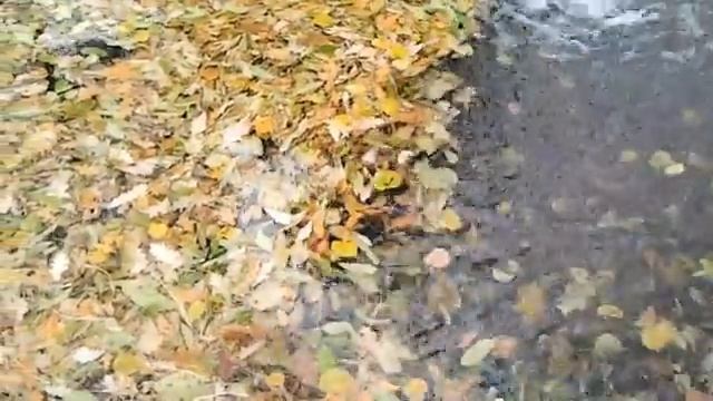 Листья в фонтане