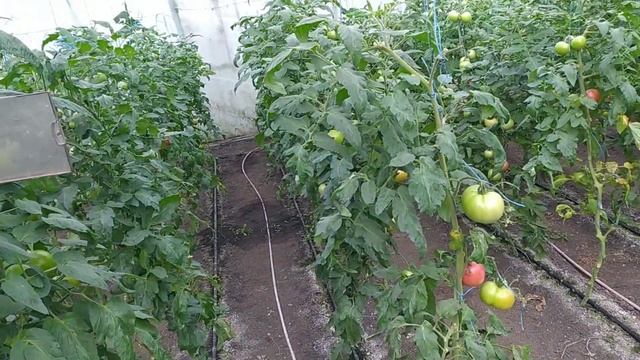 Дела тепличные 4.11.2022