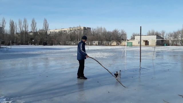 Джек Рассел Терьер. Сальто назад .