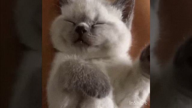 Спокойной ночи малыши
