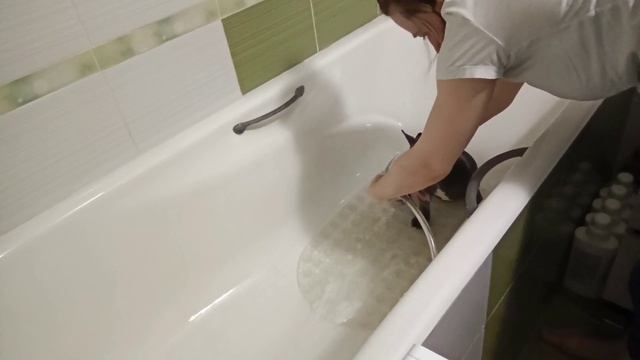 Щенок французского бульдога уезжает домой, перелет Москва-Камчатка