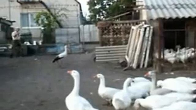 Домашний аист