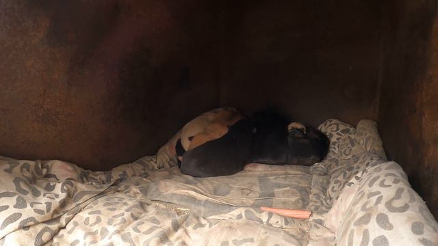 Gluttonous puppies,Snooze puppies😂