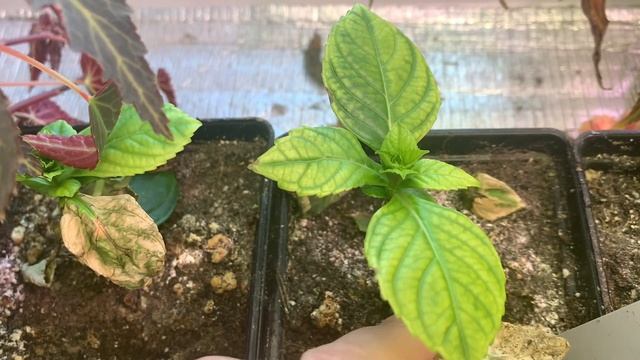 Гортензии макрофила, зимовка черенков крупнолистной гортензии, опыт и советы от Анжелики