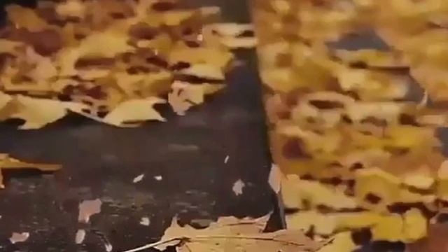 Осенний листопад