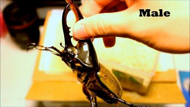 *Unboxing!* | MONSTER Rhino Beetles | Dynastes hercules
