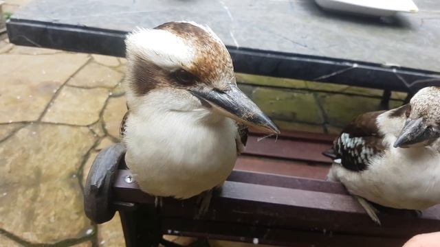 Will the wild kookaburras let me pet them? We test it with 5 different kookaburras!
