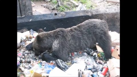 Песенка о еде Тимура Шаова. Автор видео Юрий Баженов.