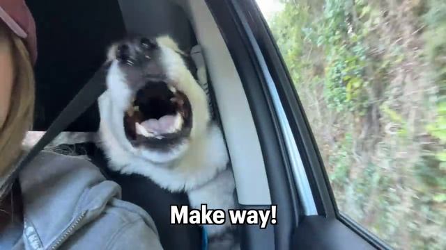 Husky TALKS To Something We CAN’T SEE Outside Car!