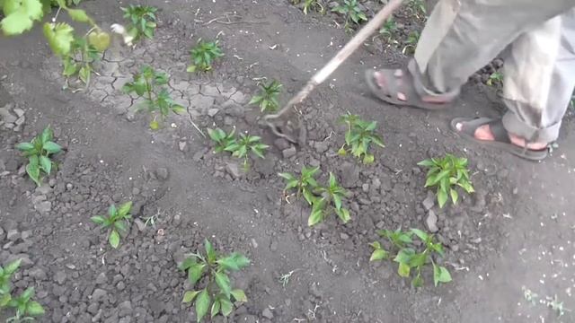 Сухой полив перцев
