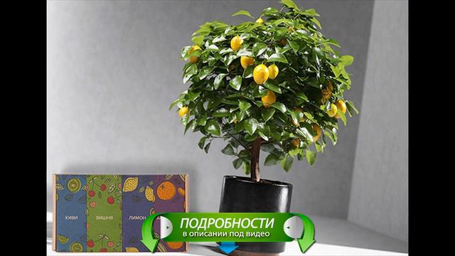 Мини деревья Экодар отзывы