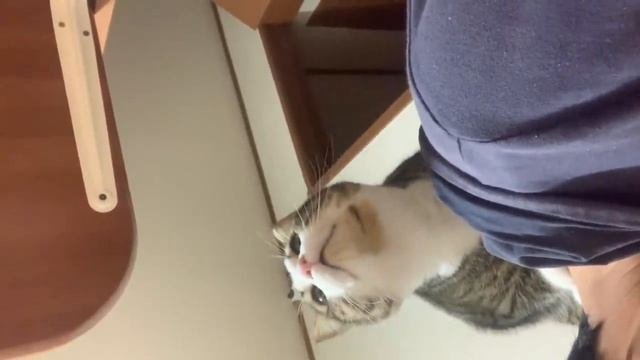 Кошка гоняется за хозяйкой