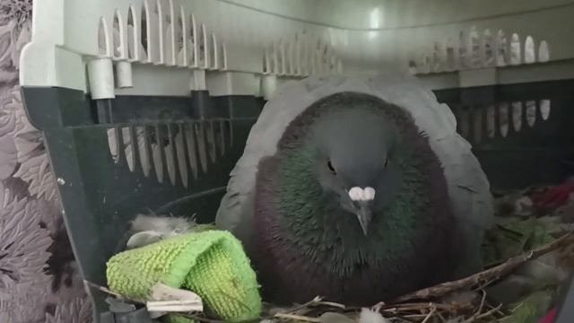 Голубь в гнезде