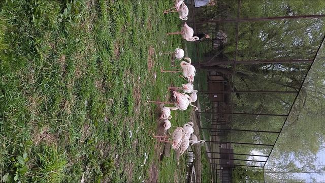 Вот это да, столько фламинго в Парке птиц, мы в шоке.