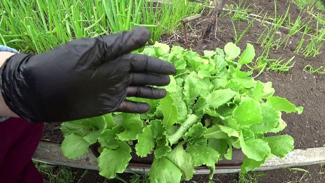 Советы по выращиванию кочанного салата