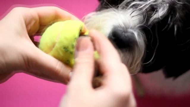 ИГРЫ С СОБАКОЙ