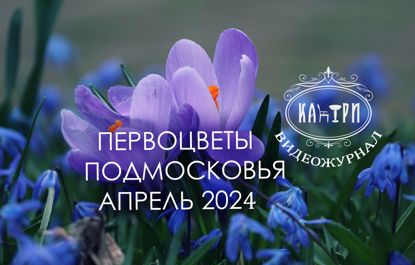 Первоцветы Подмосковья. Апрель 2024