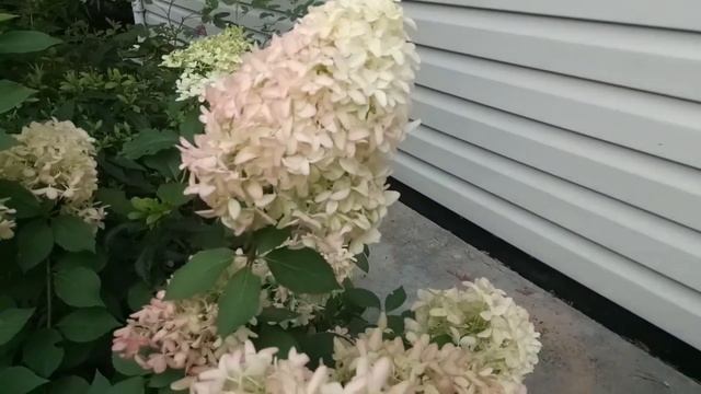 СКАЙФОЛЛ☘Особенности сорта☘ Метельчатая гортензия в саду Девятой реальности☘