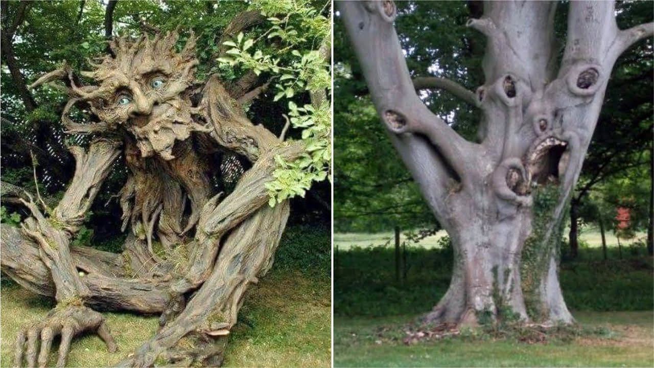 15 Невозможных Деревьев, Которые Реально Существуют