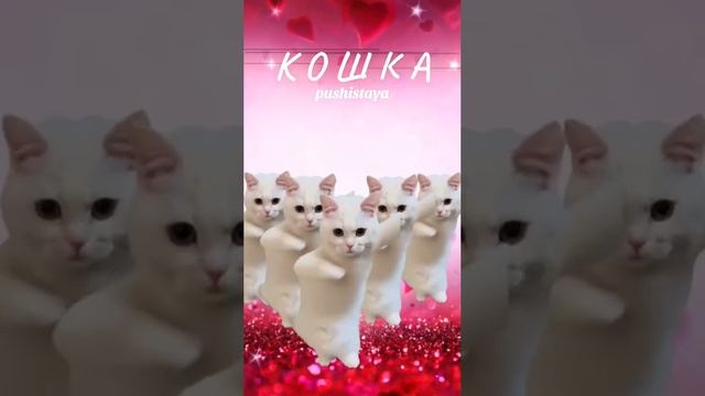 pushistaya - Кошка