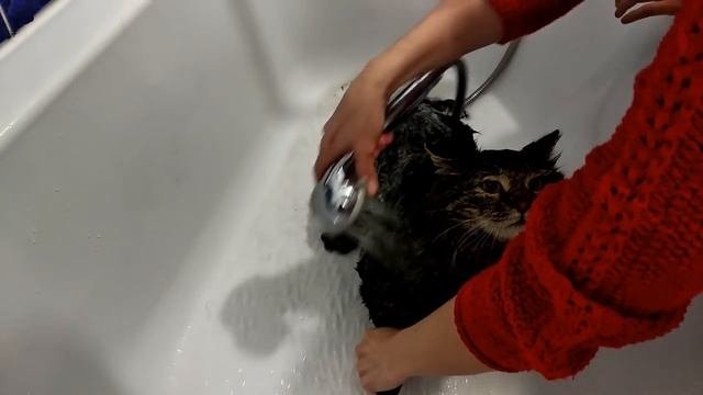 Купание кота, возвратившегося с прогулки