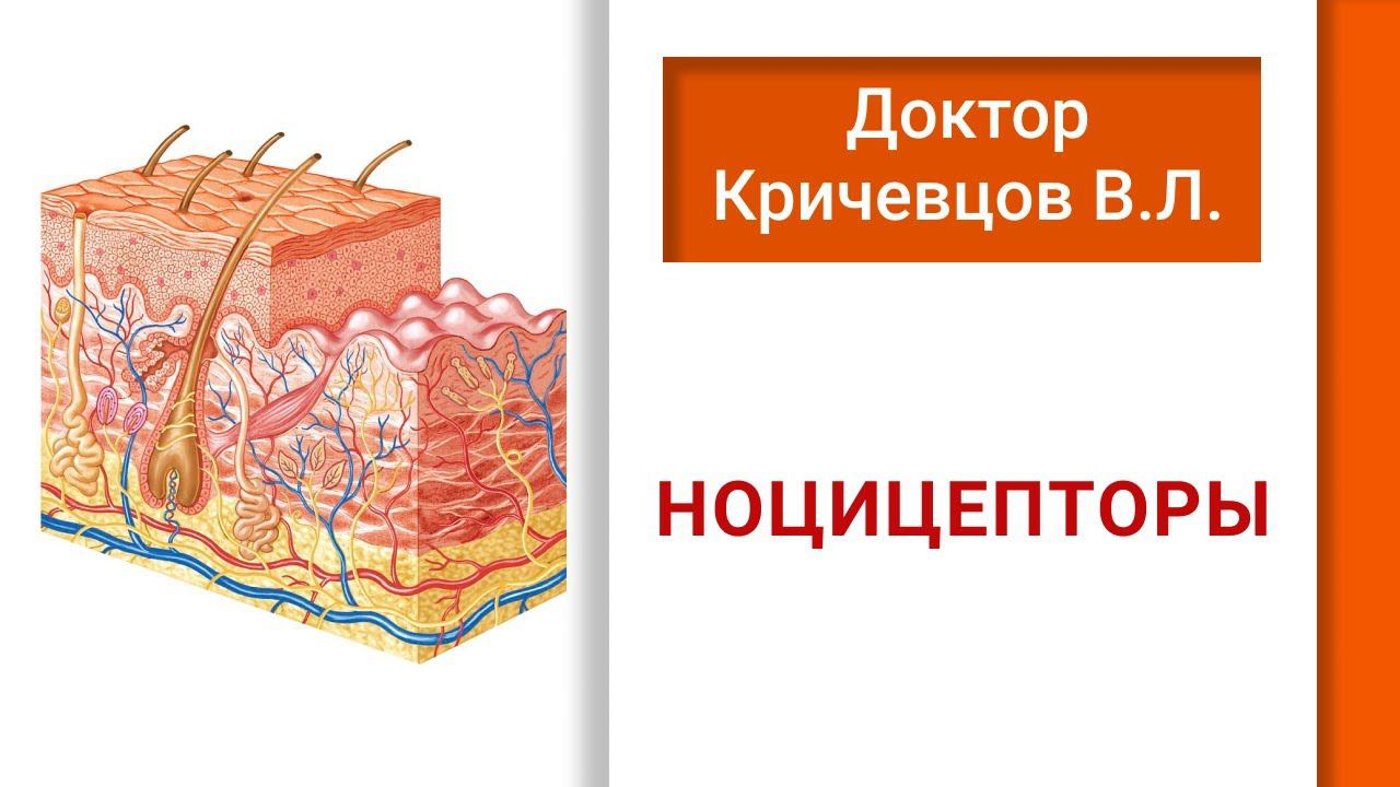 НОЦИЦЕПТОРЫ