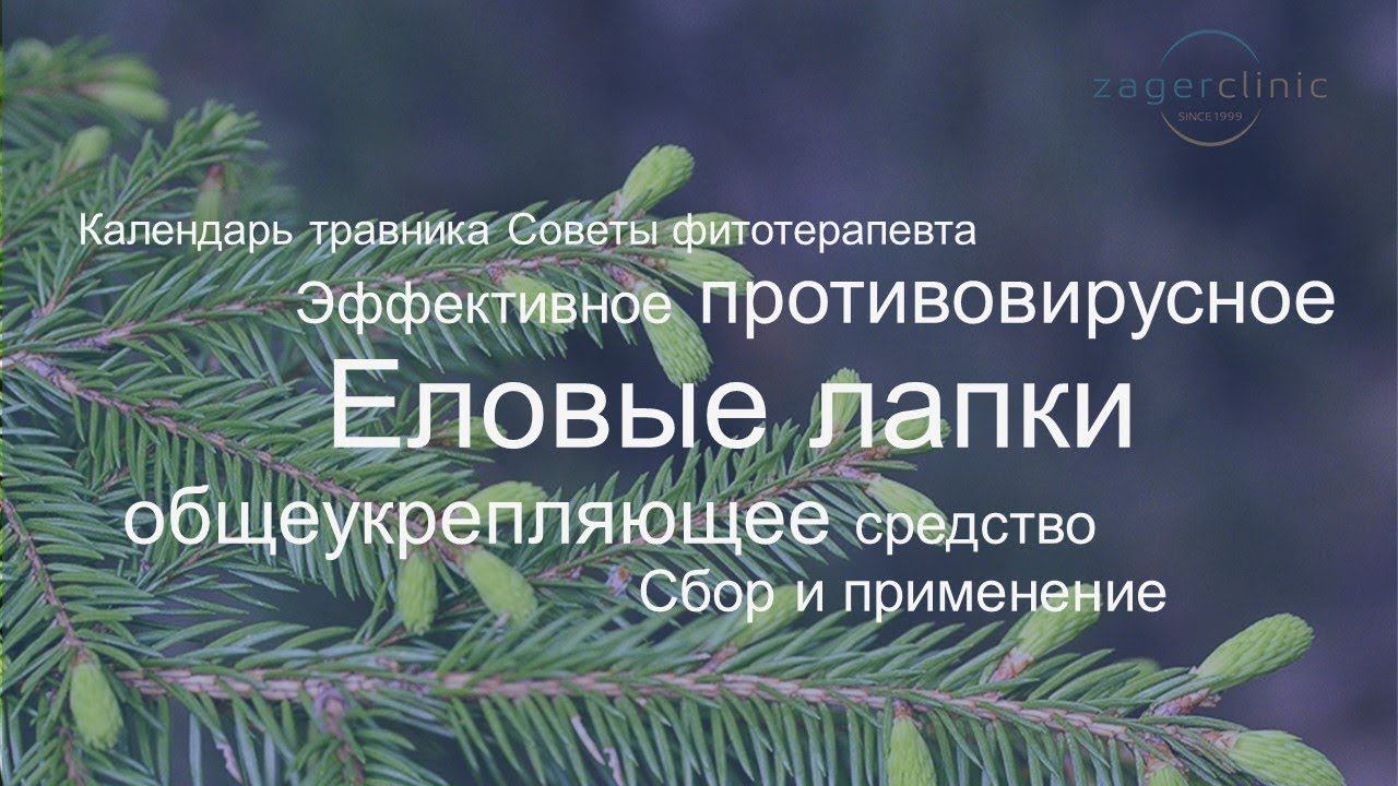 Эффективное противовирусное и общеукрепляющее средство | Еловые лапки - молодая хвоя ели, польза