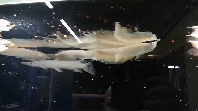 Американские арованы альбиносы