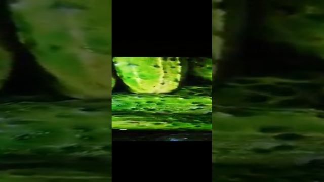 О полезности огурца