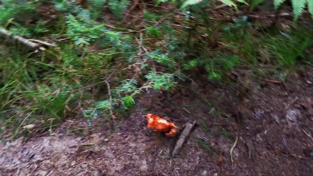 Lactarius and the Lobster mushroom