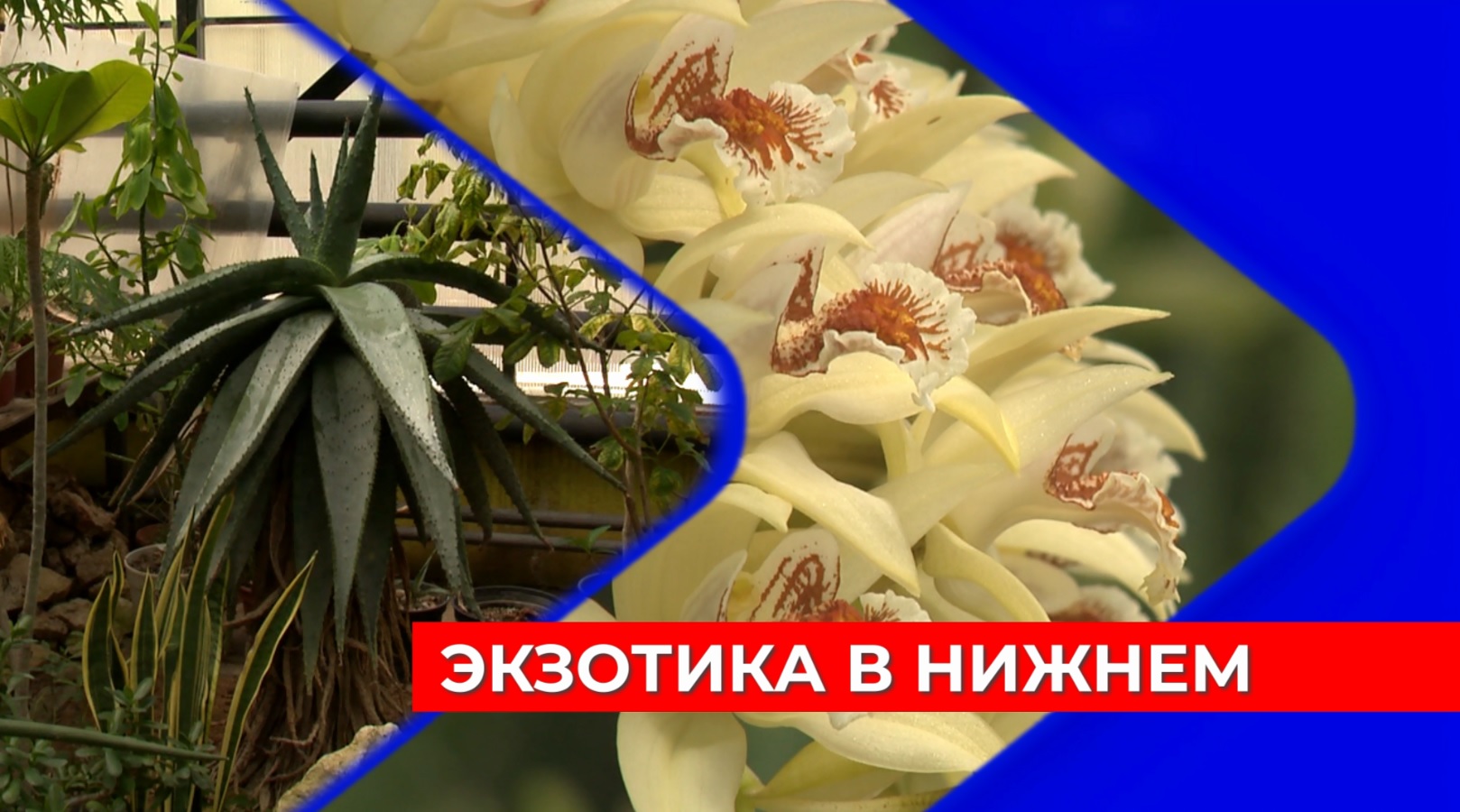 Один из старейших в России Нижегородский ботанический сад отмечает 90-летний юбилей