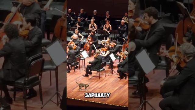 Этот кот вышел на сцену прямо во время концерта