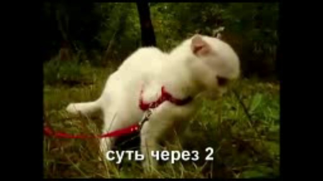Кот