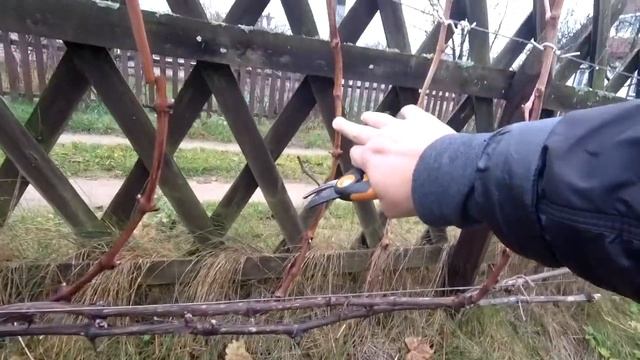 ??Обрезка Невызревшей Лозы Винограда. Обрезка винограда. Виноград. Как обрезать виноград осенью