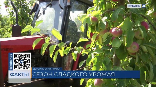 В Щербиновском районе началась уборка раннего сорта яблок «Женева»
