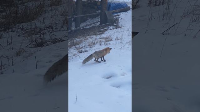 A Fox Made Of Springs   ViralHog