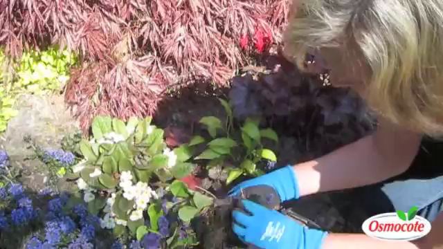 How To Divide Perennials (Primroses, Miniature Hostas, Heucheras)