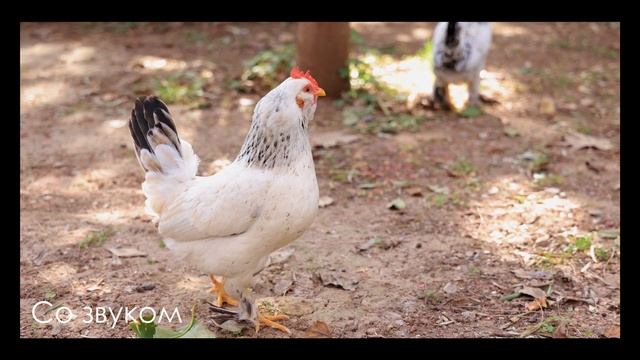 СБОРНИК Домашних животных. 4K Ultra HD Как говорят животные. Звуки животных