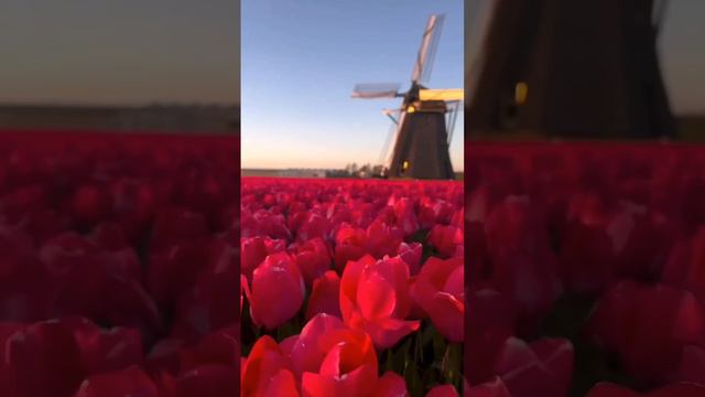 Тюльпановый рай в лучах утреннего солнца, звуки природы на рассвете. Наслаждайся каждым моментом жи