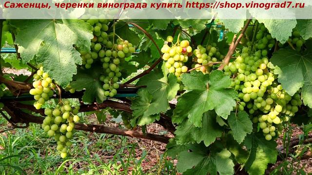 Парад окрашивания ультраранних  ГФ винограда 2 июля 2024 года. ГФ винограда  Памяти учителя.