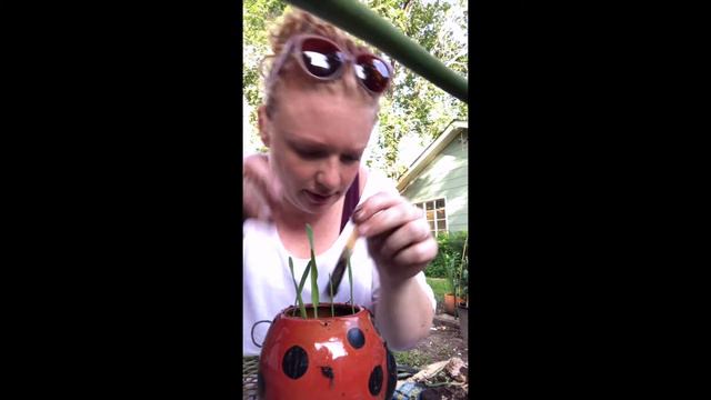 Transplanting Cat Grass