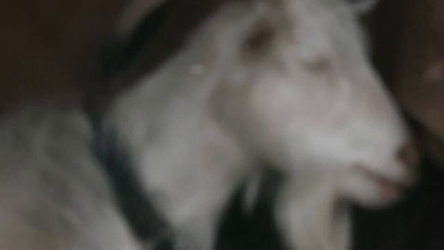 ВЕСНА-ЗЕМЛЯ-ПЫРЕЙ-КОЗЫ-СОБАКИ- задолбались!!!!